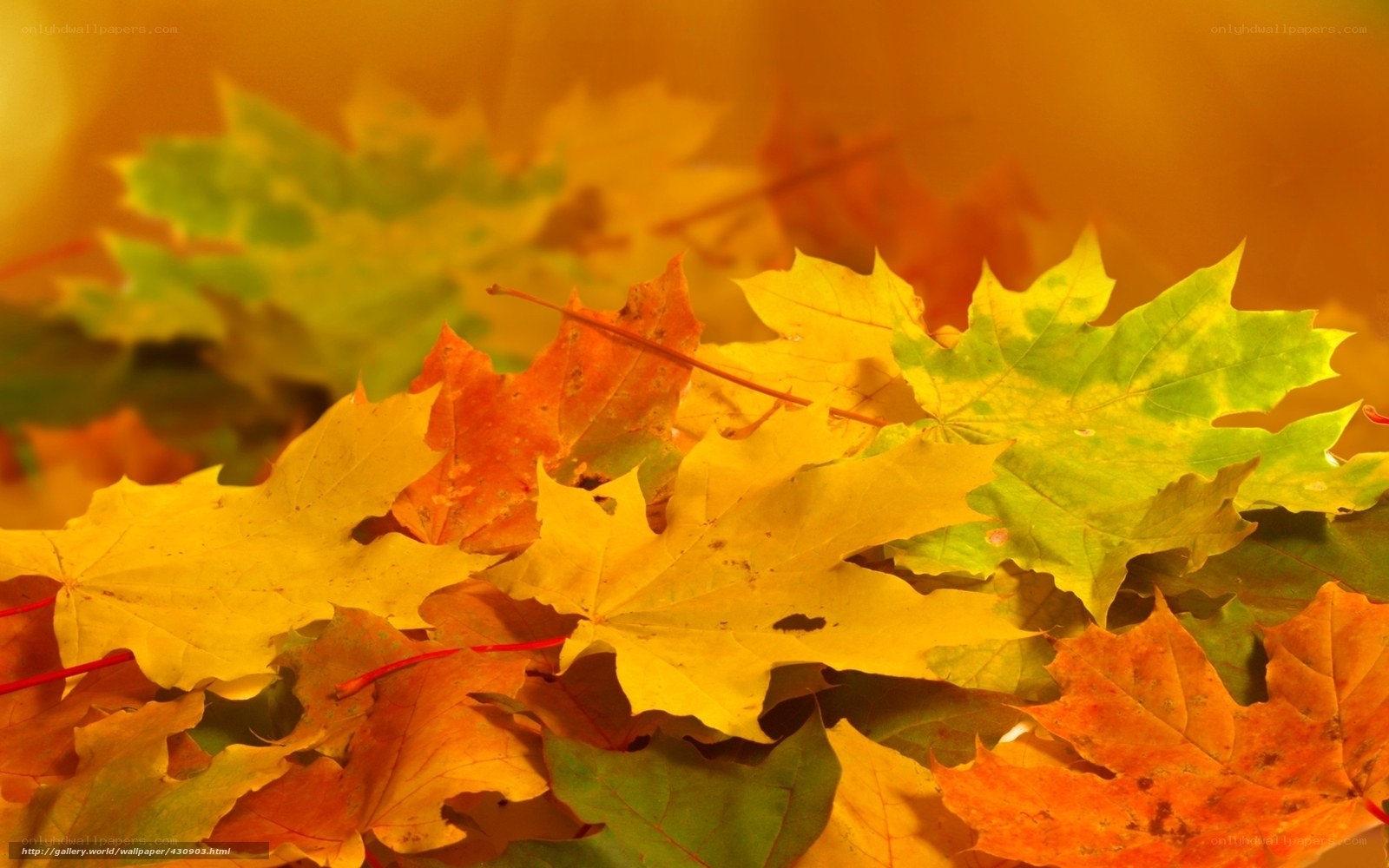 Autumn leaves in warm light