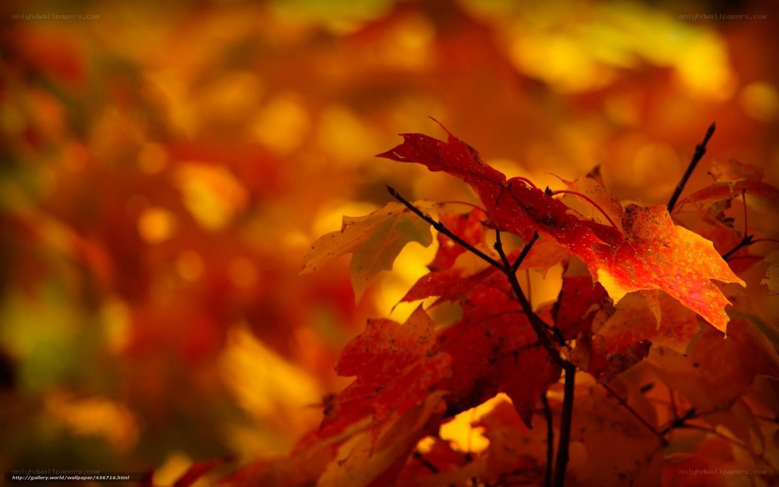 Autumn leaves in warm light