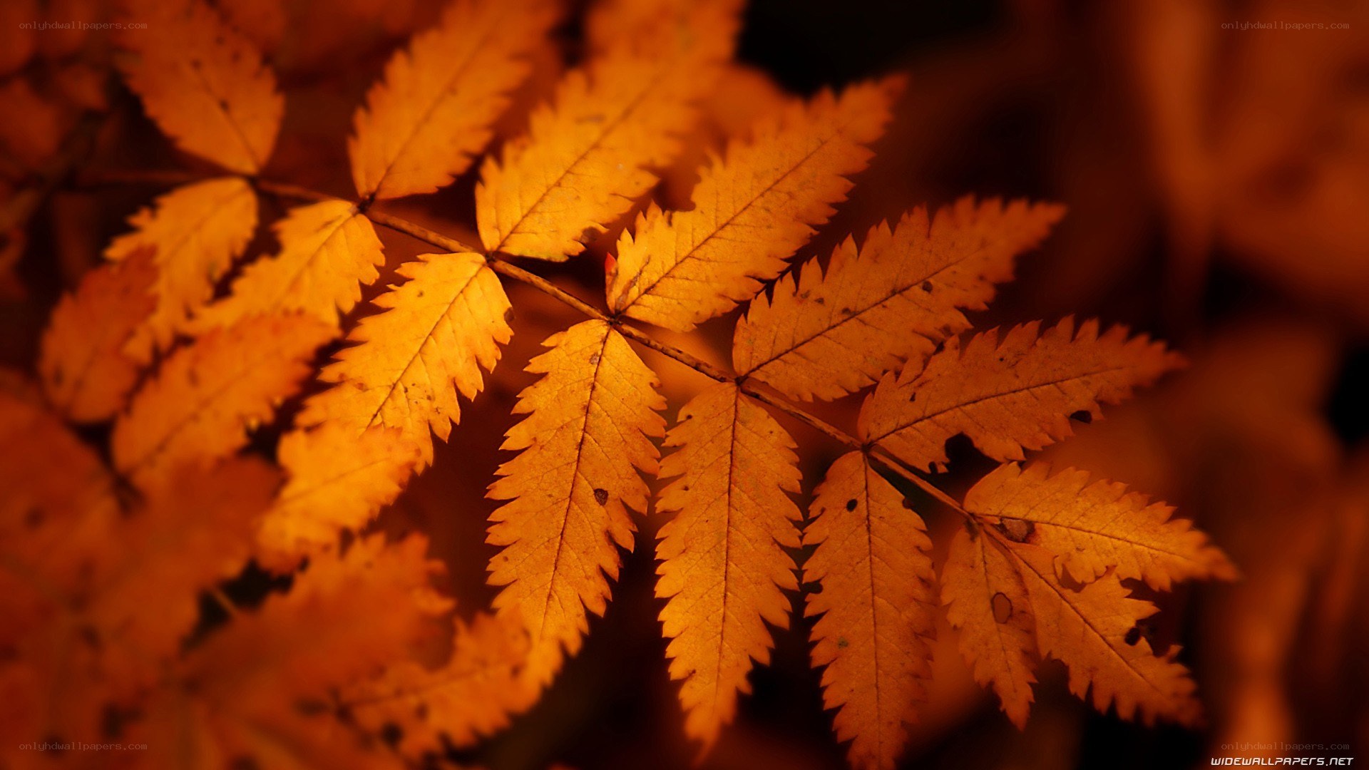 autumn leaves in warm light
