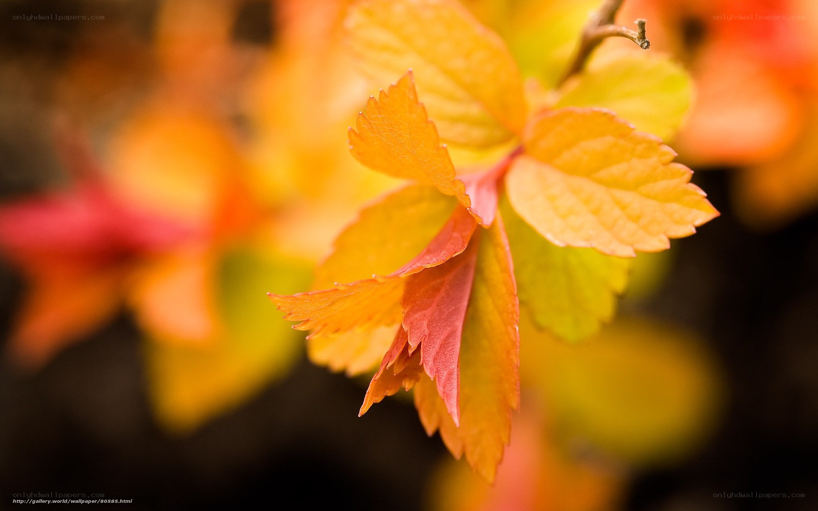 Autumn leaves in warm light