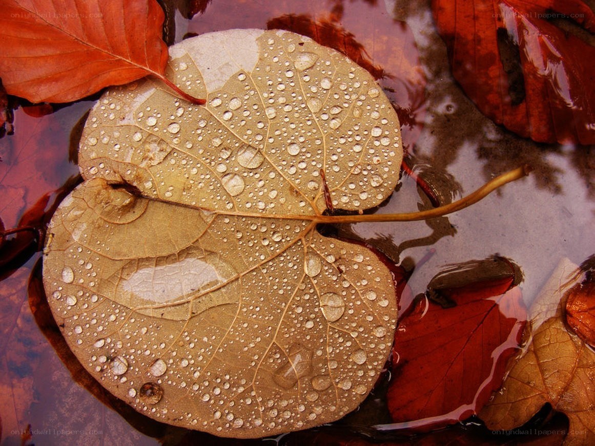 Autumn leaves in water