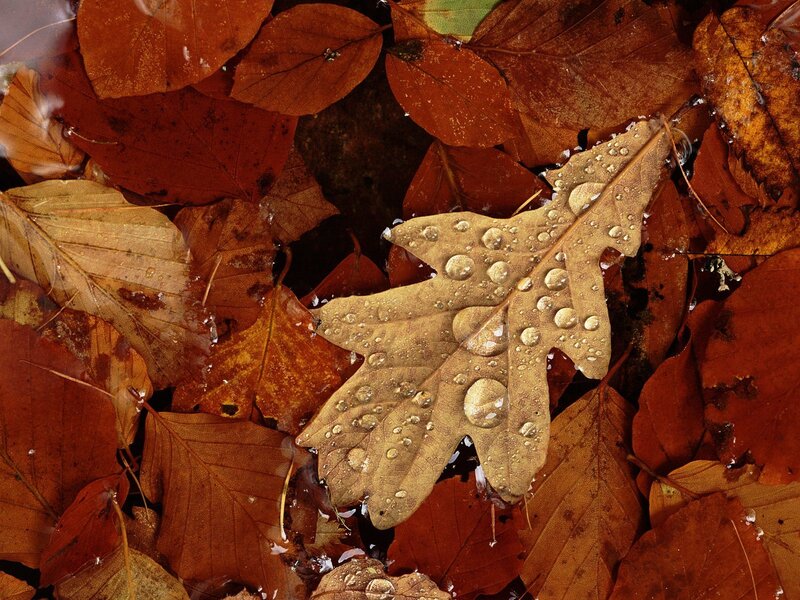 Autumn leaves in water