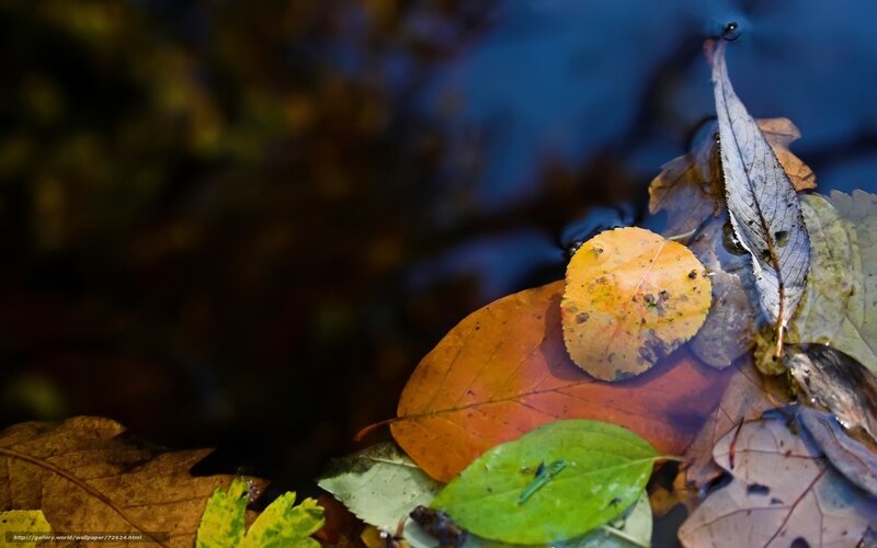 Autumn Leaves in Water — Blue, Serene