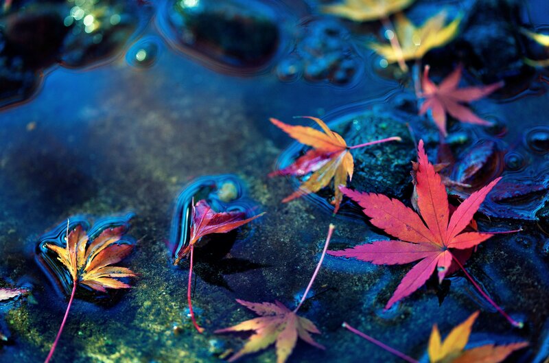 Autumn Leaves in Water — Blue