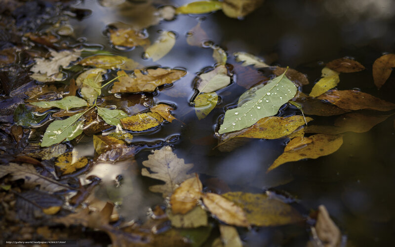 Autumn Leaves in Water — Brown, Calm, Photograph