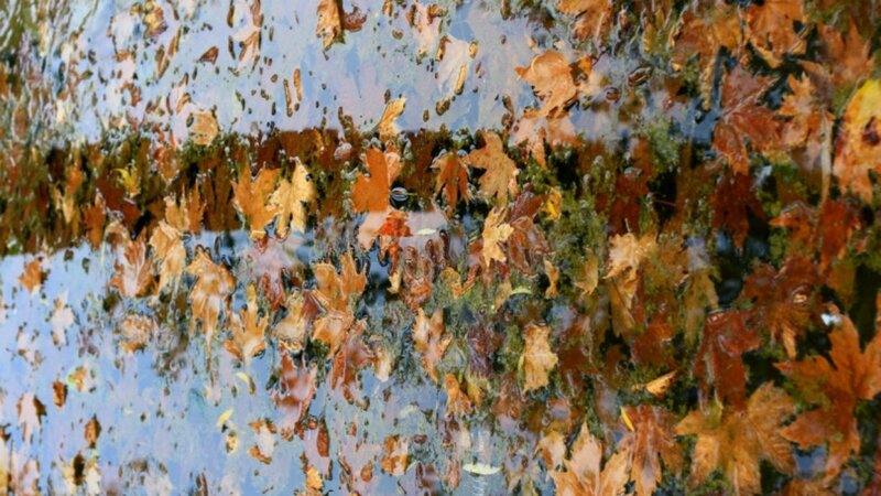 Autumn Leaves in Water — Brown, Calm