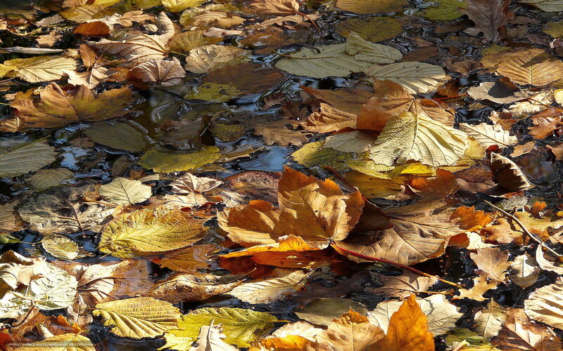 Autumn Leaves in Water — Brown, Serene