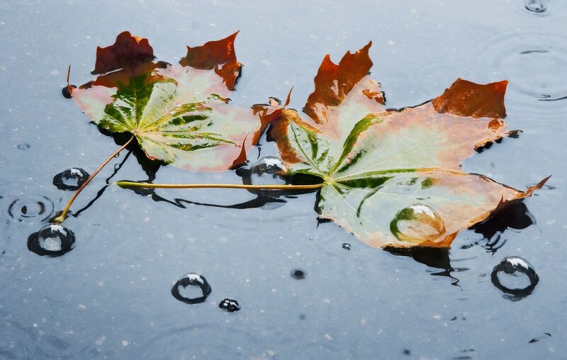 Autumn Leaves in Water — Brown
