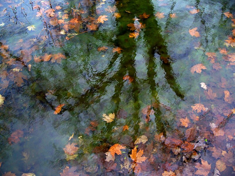 Autumn Leaves in Water — Green, Calm