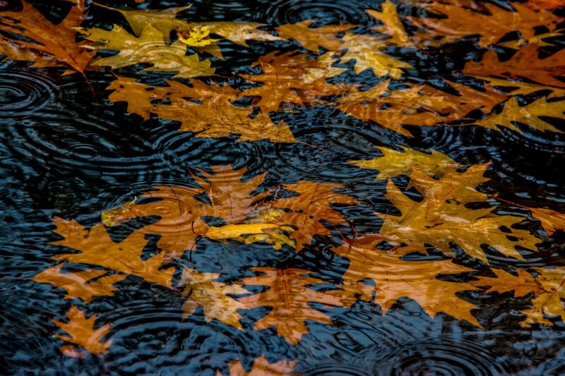 Autumn Leaves in Water — Orange, Calm
