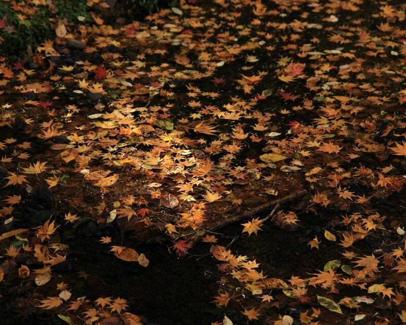 Autumn Leaves in Water — Orange, Serene, Photograph, Stream