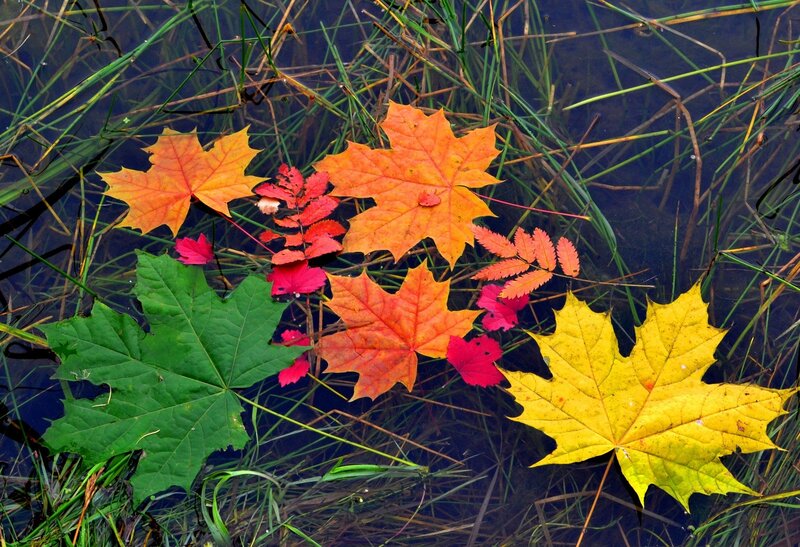 Autumn Leaves in Water — Orange, Serene, Photograph