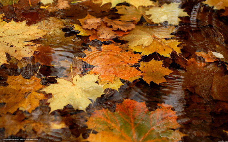 Autumn Leaves in Water — Orange