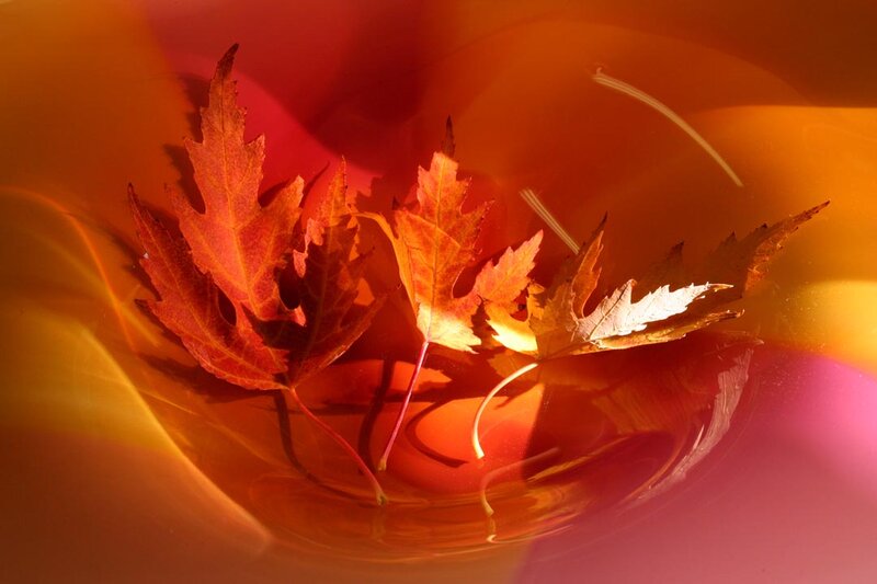 Autumn Leaves in Water — Orange, Warm