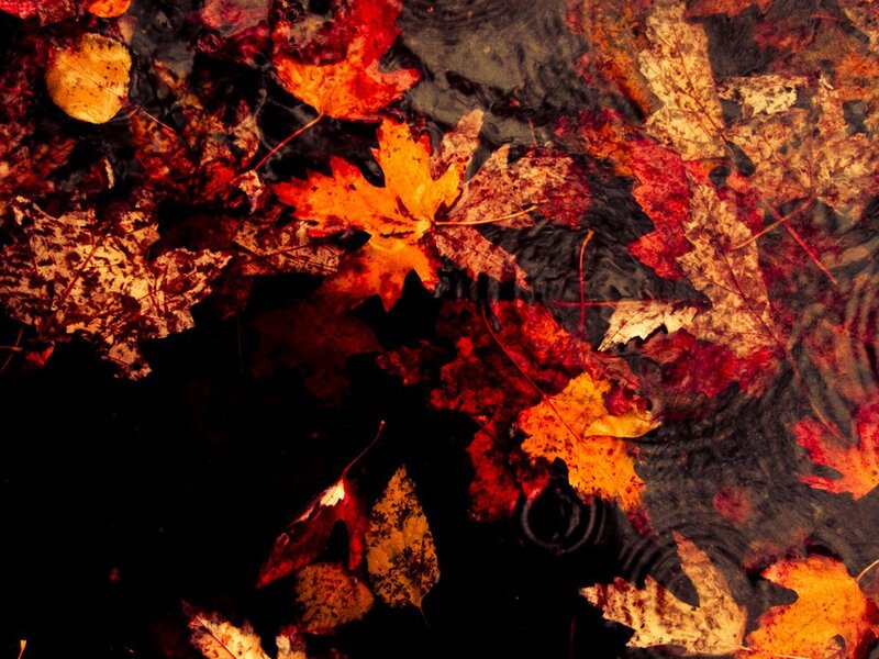 Autumn Leaves in Water — Red, Calm, Photograph, Ripples
