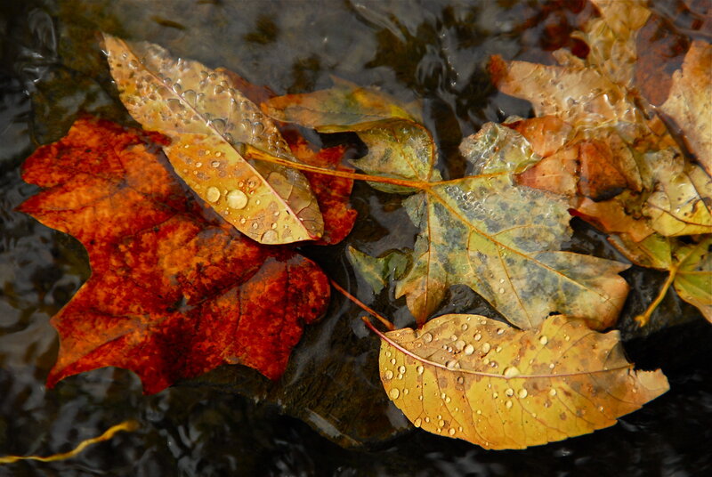 Autumn Leaves in Water — Red, Calm