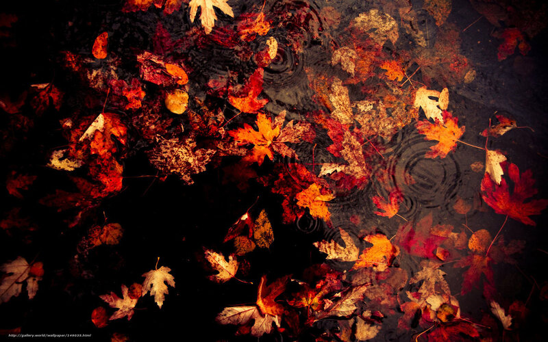 Autumn Leaves in Water — Red, Dramatic, Photograph, Puddle