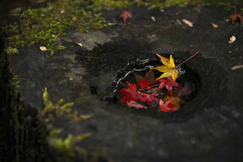 Autumn Leaves in Water — Red, Serene