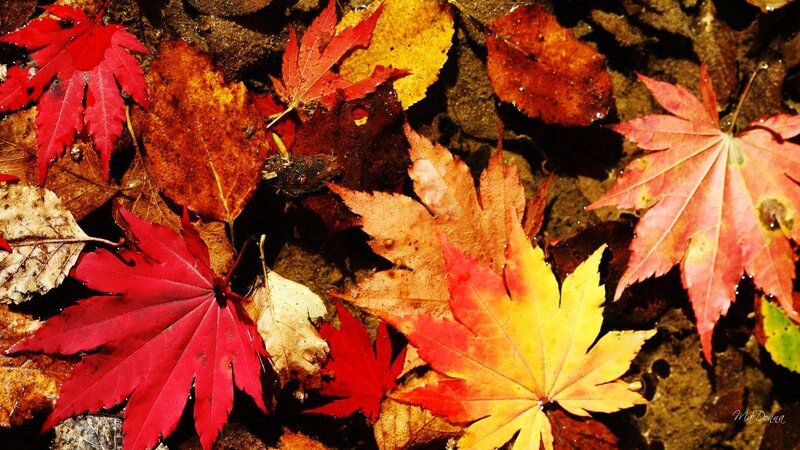 Autumn Leaves in Water — Red