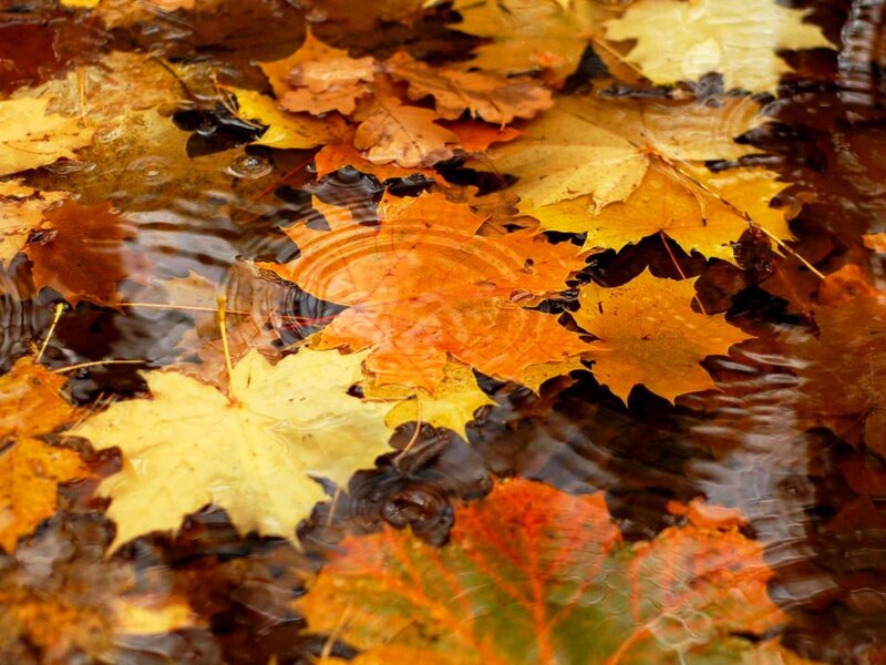 Autumn Leaves in Water — Yellow, Calm