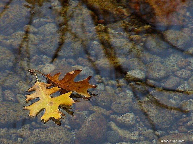 Autumn Leaves in Water — Yellow, Serene, Photograph