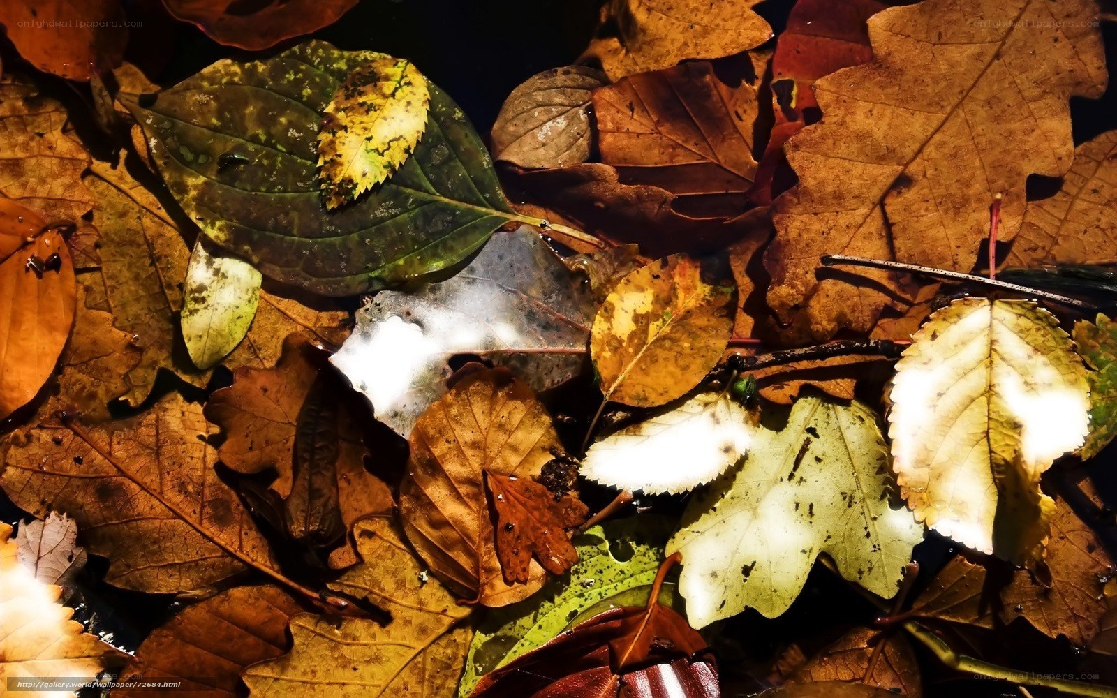 Autumn leaves in water