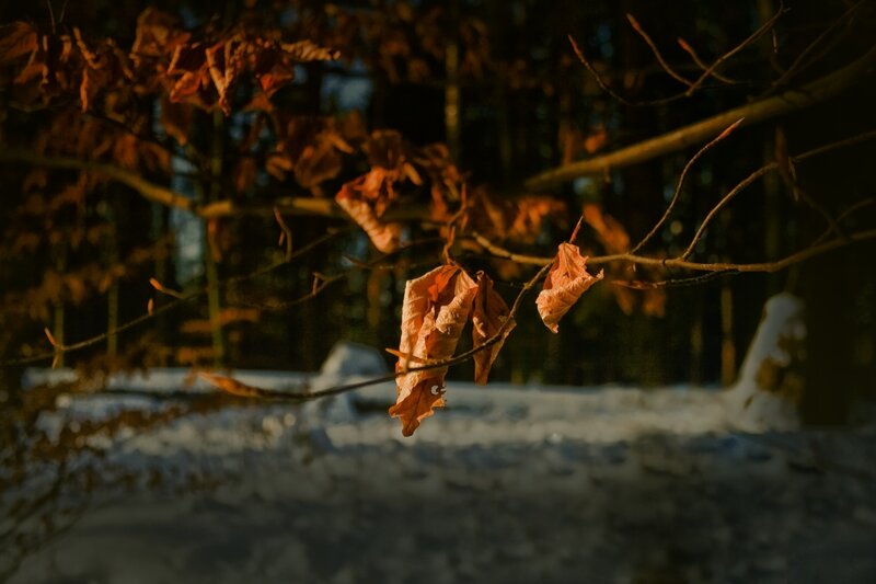 Autumn leaves in winter forest