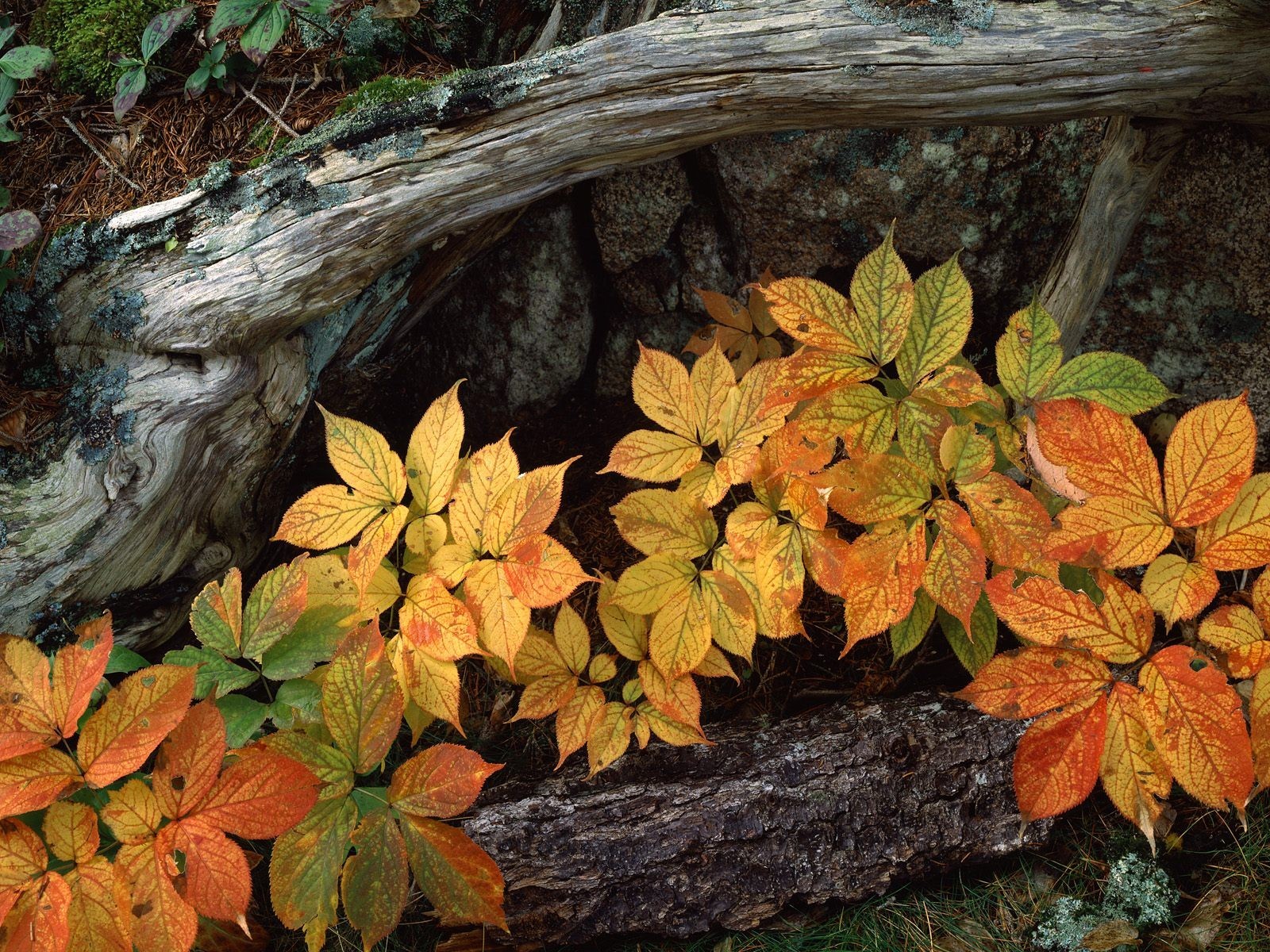 Autumn leaves near fallen log