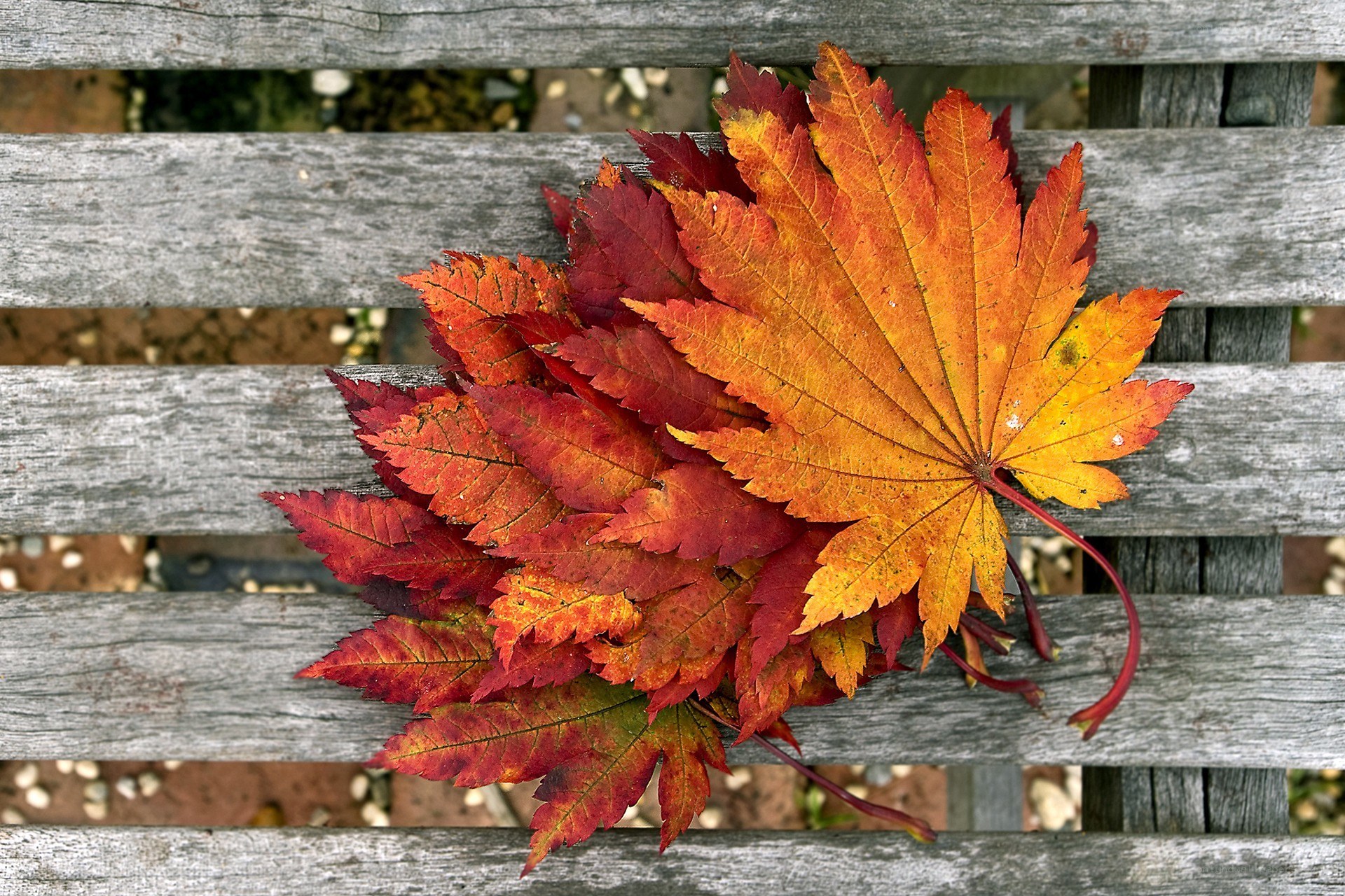 Autumn leaves on a bench