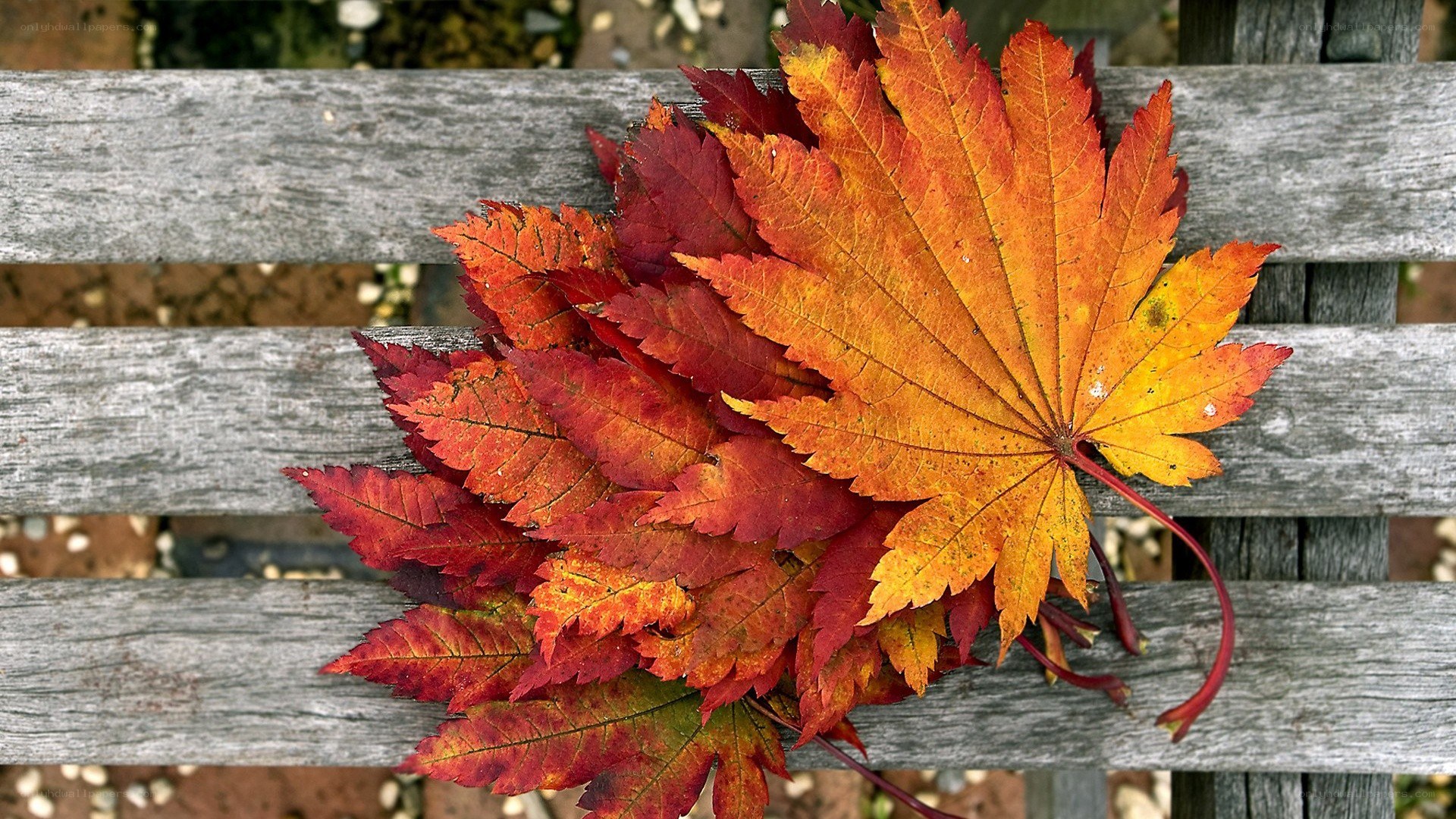 Autumn leaves on a bench