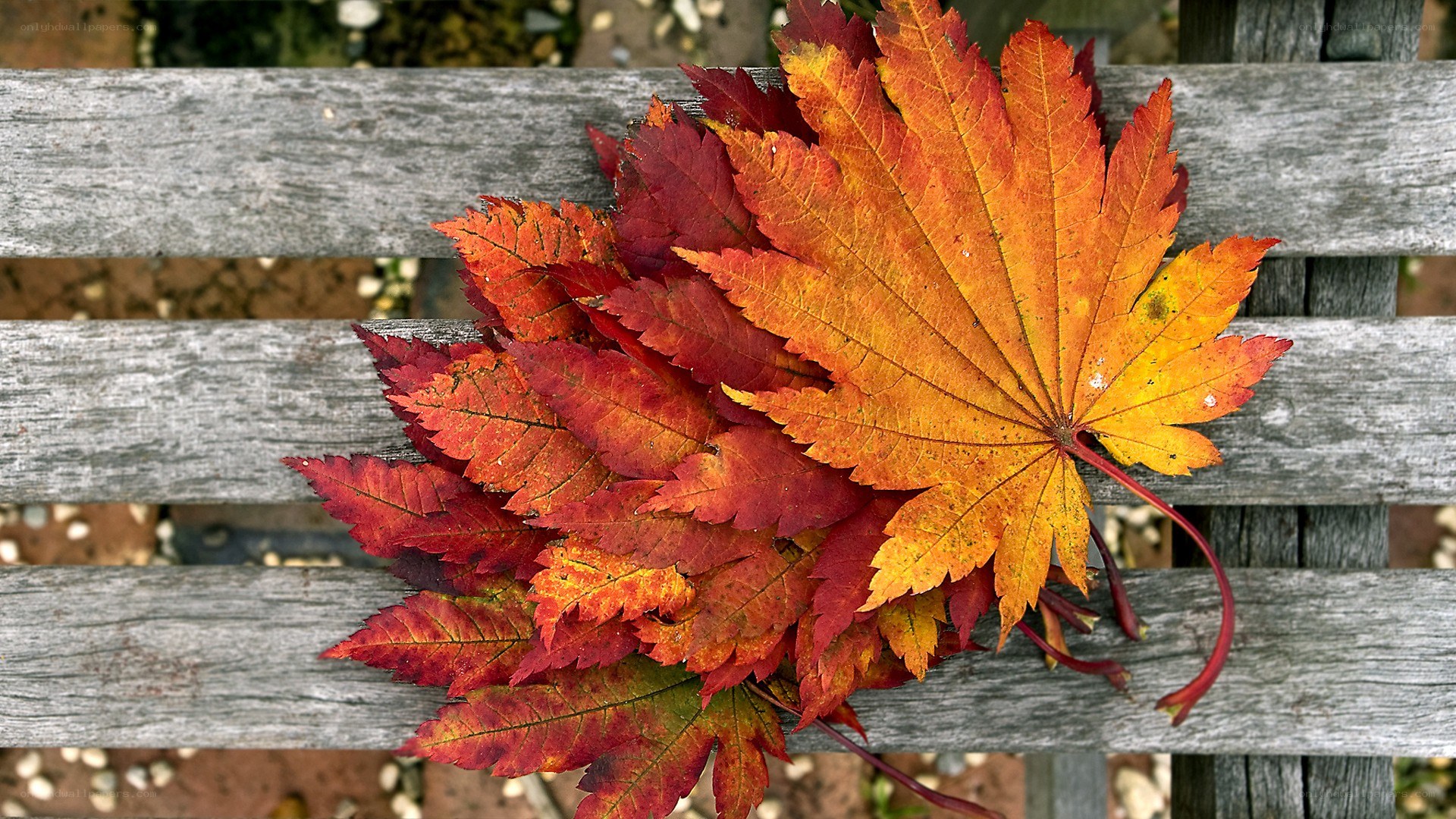 autumn leaves on a bench