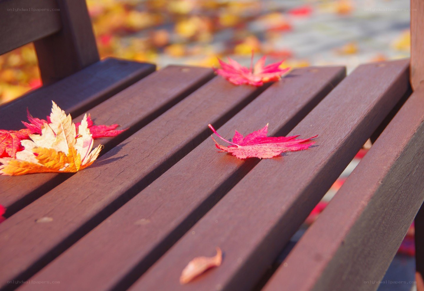 Autumn leaves on a bench