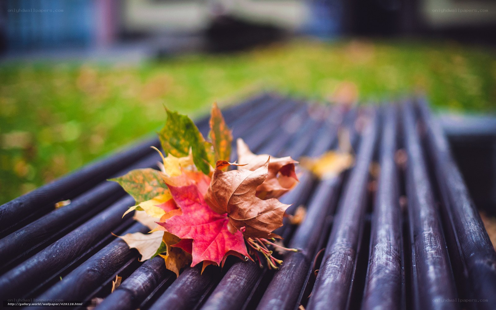 Autumn leaves on a bench