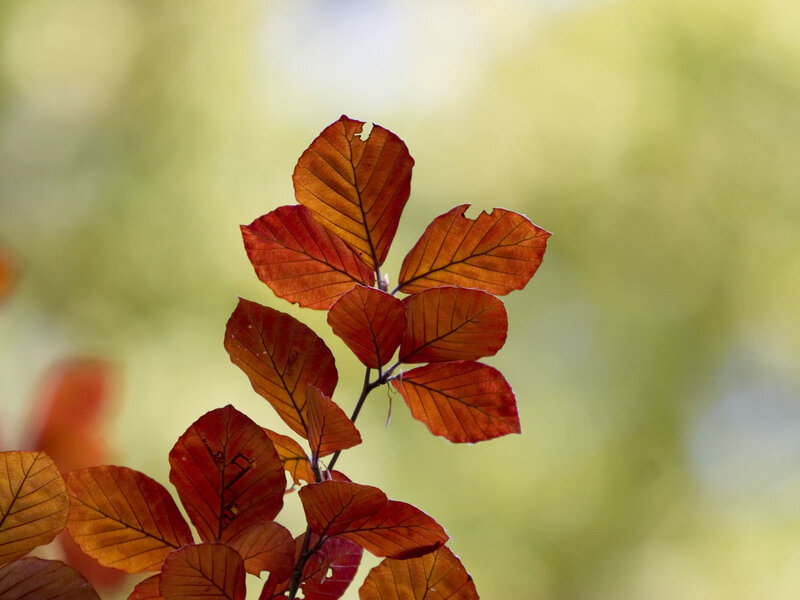 Autumn leaves on a branch