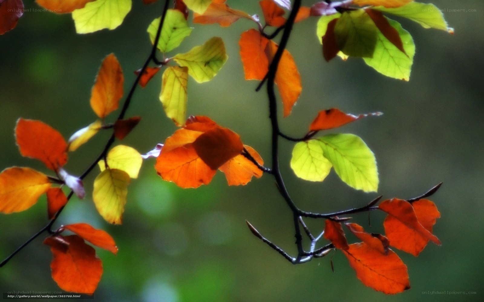 Autumn leaves on a branch