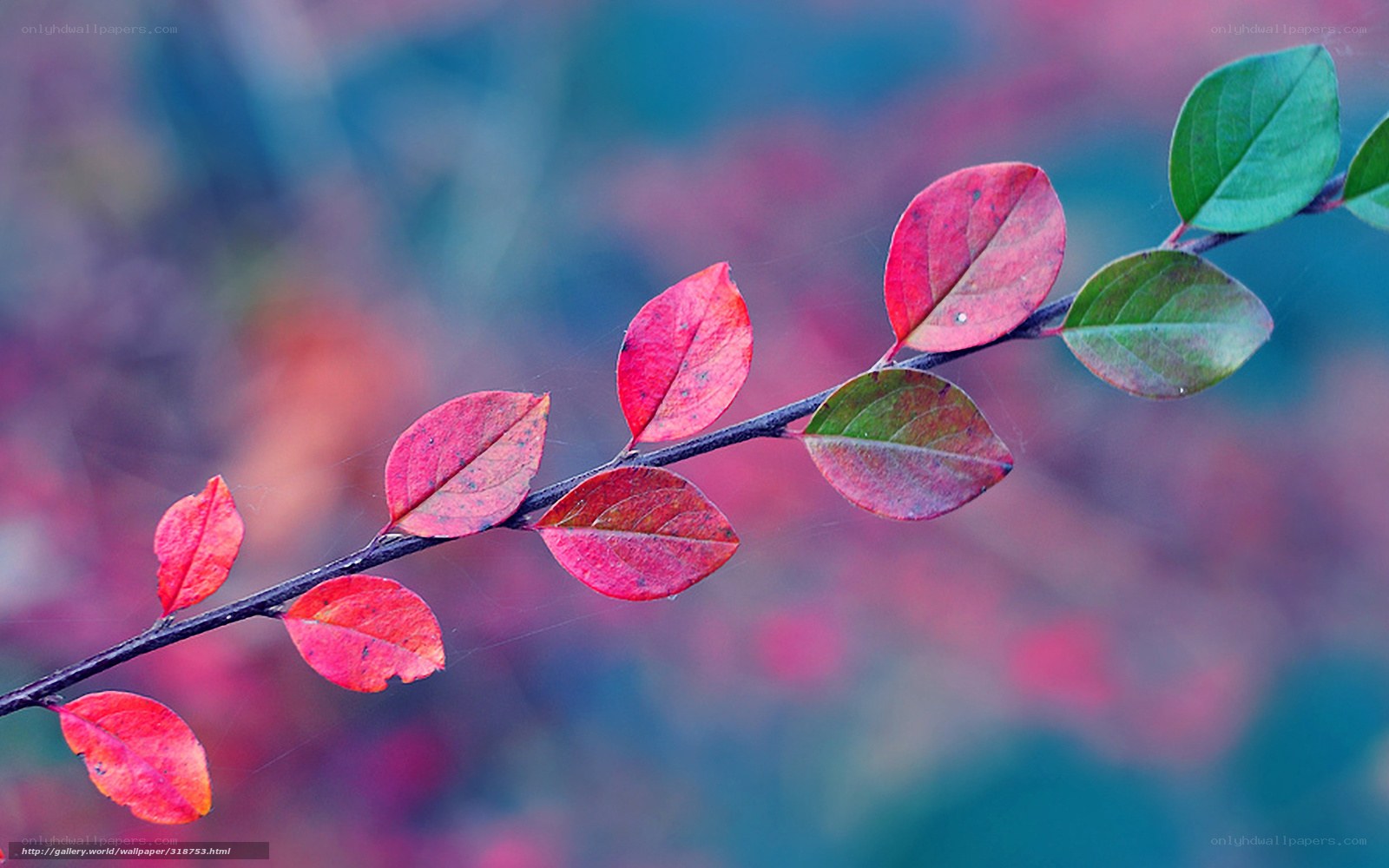 Autumn leaves on a branch