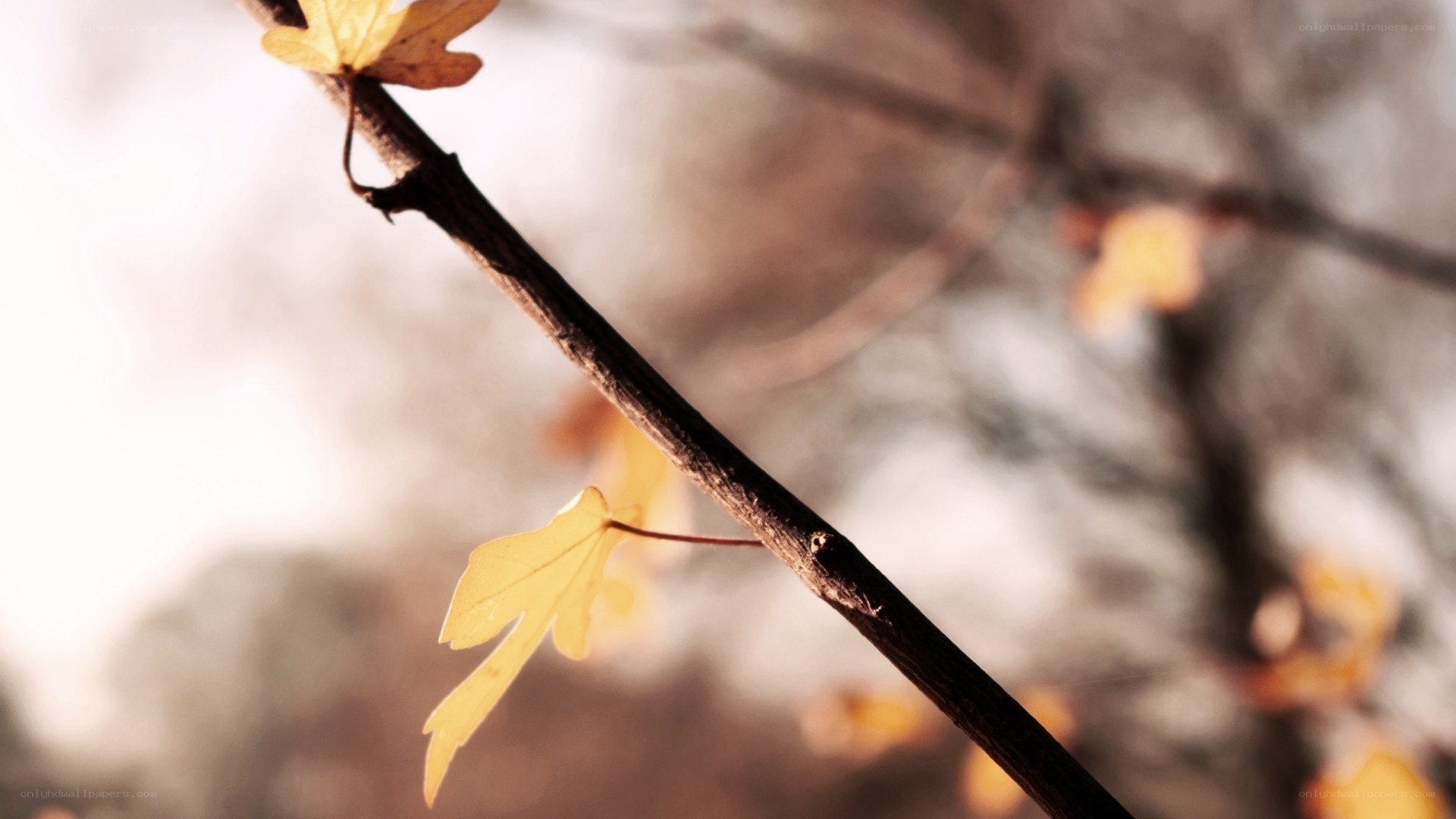 Autumn leaves on a branch