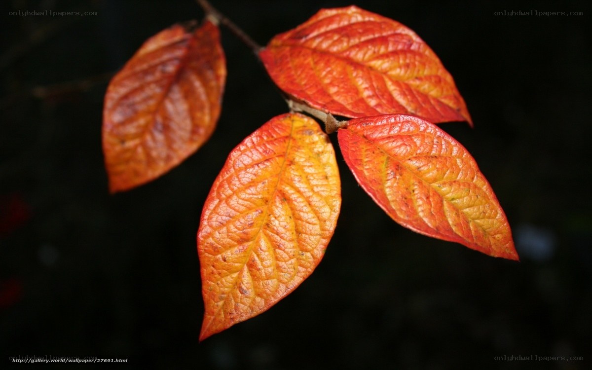 autumn leaves on a branch