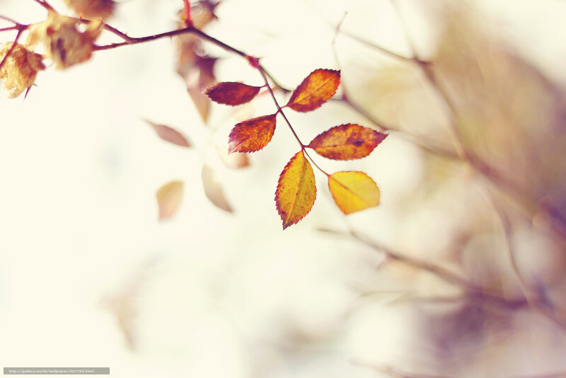 autumn leaves on a branch
