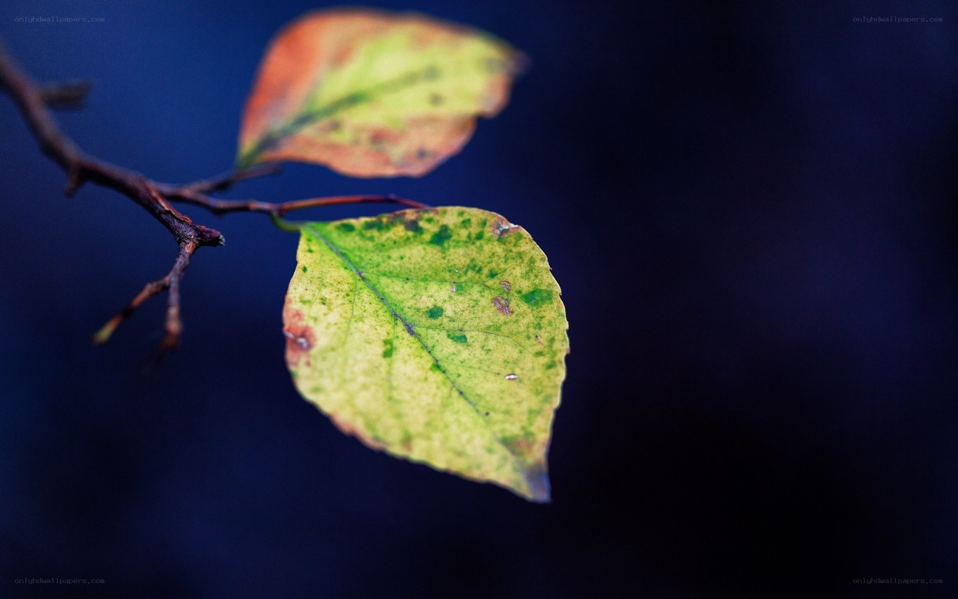 Autumn leaves on a branch