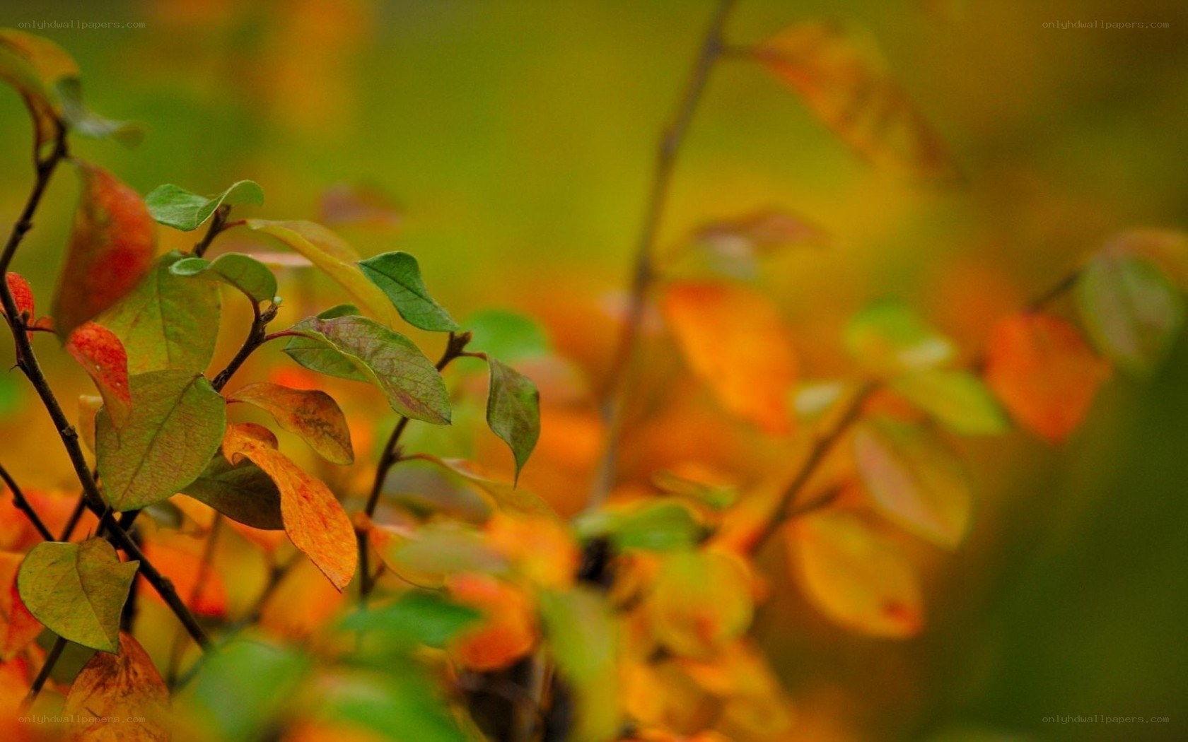 Autumn leaves on a branch