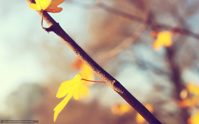 Autumn leaves on a branch