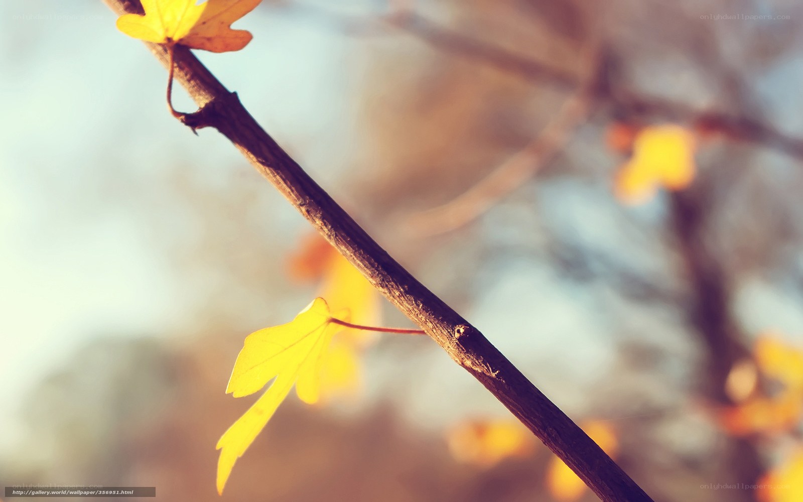 Autumn leaves on a branch
