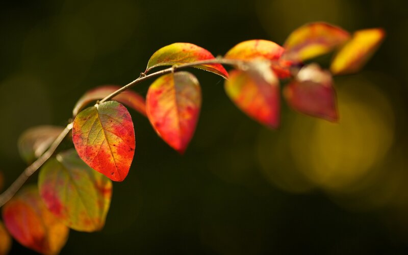 Autumn leaves on a branch
