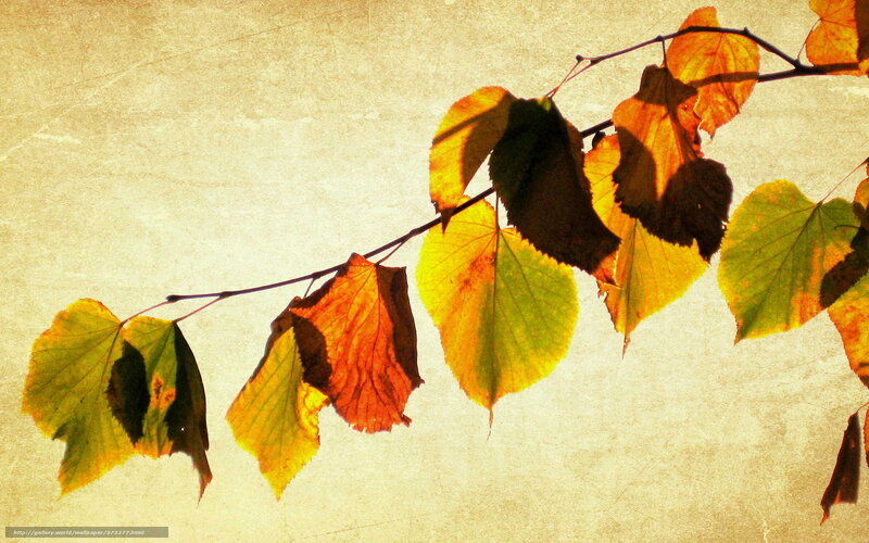 Autumn leaves on a branch