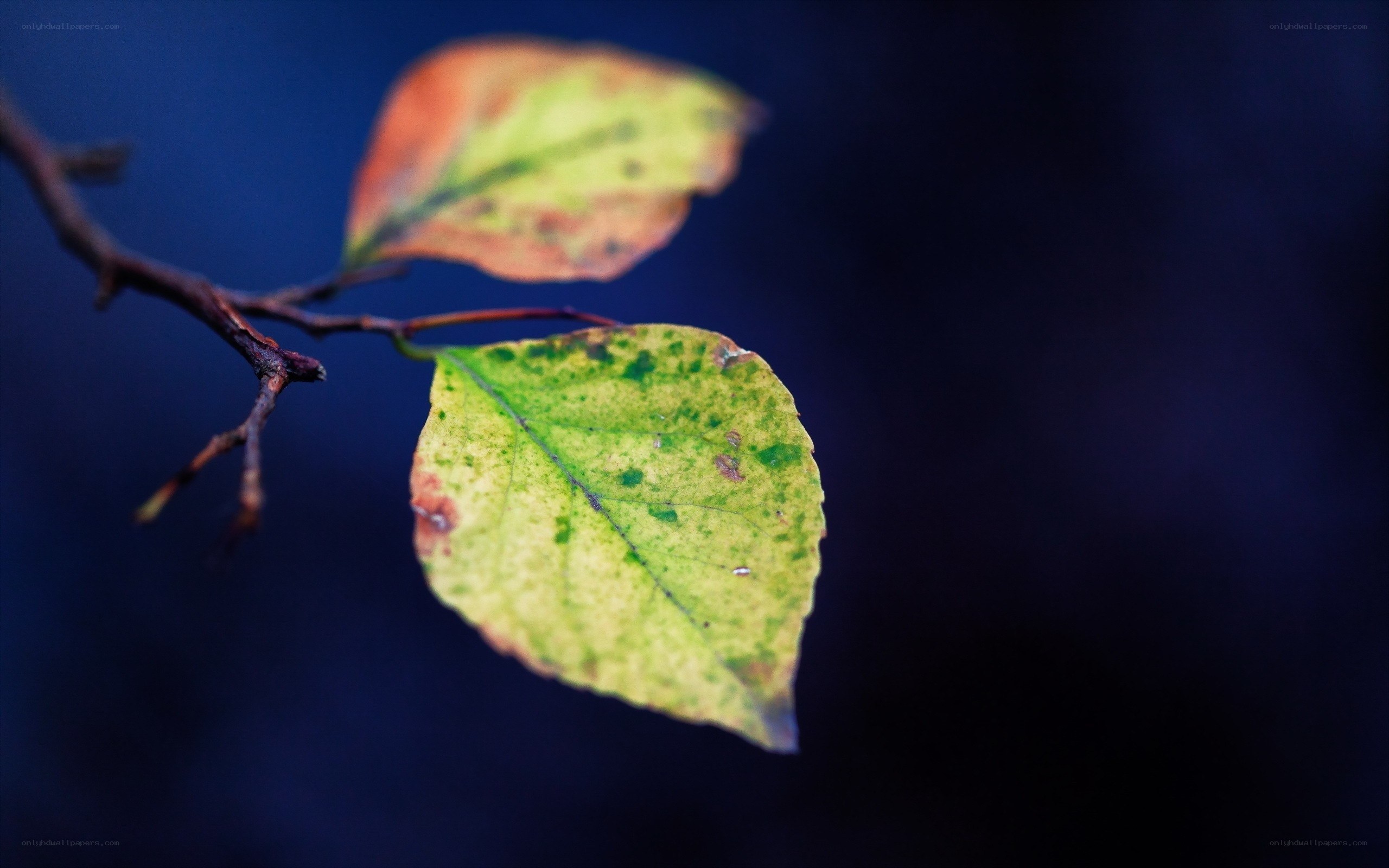 Autumn leaves on a branch