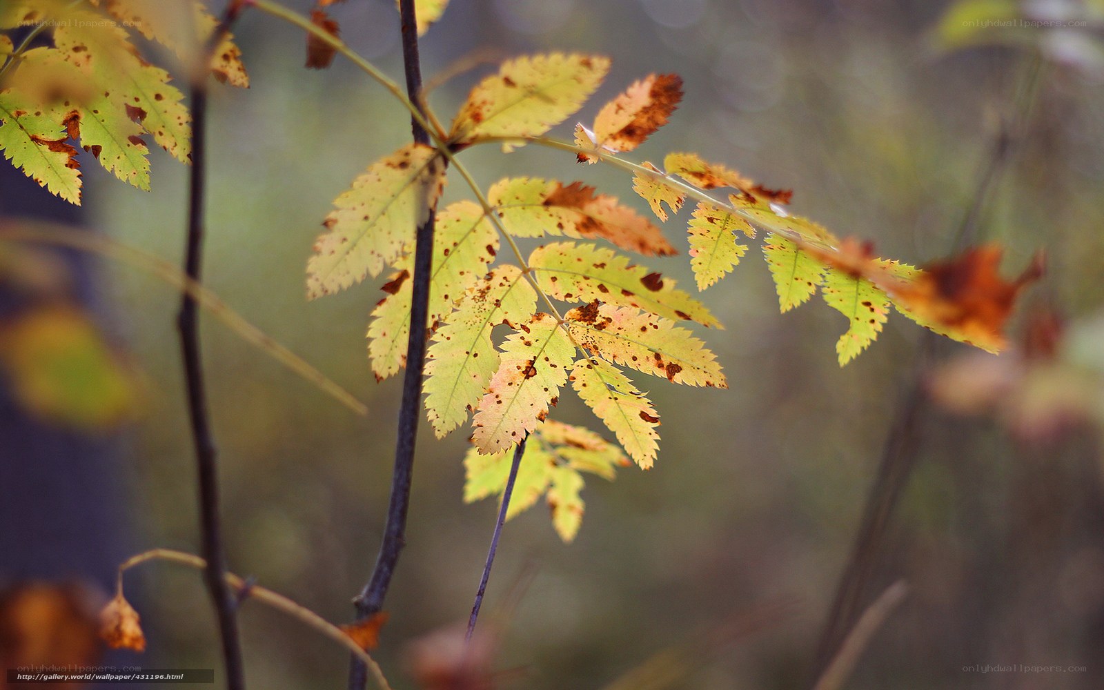 Autumn leaves on a branch