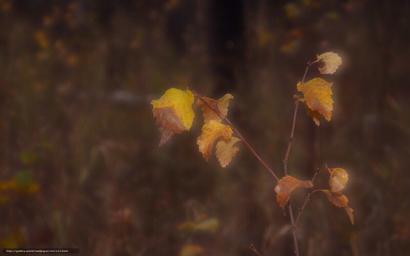 Autumn leaves on a branch