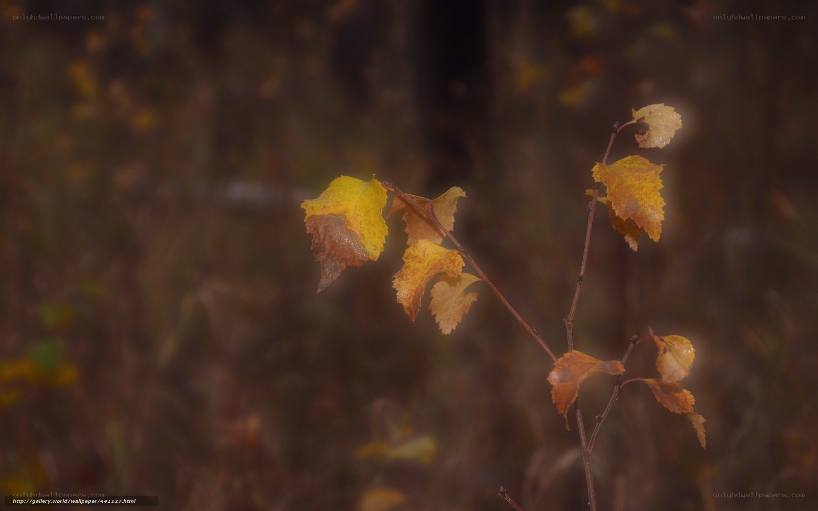 Autumn leaves on a branch