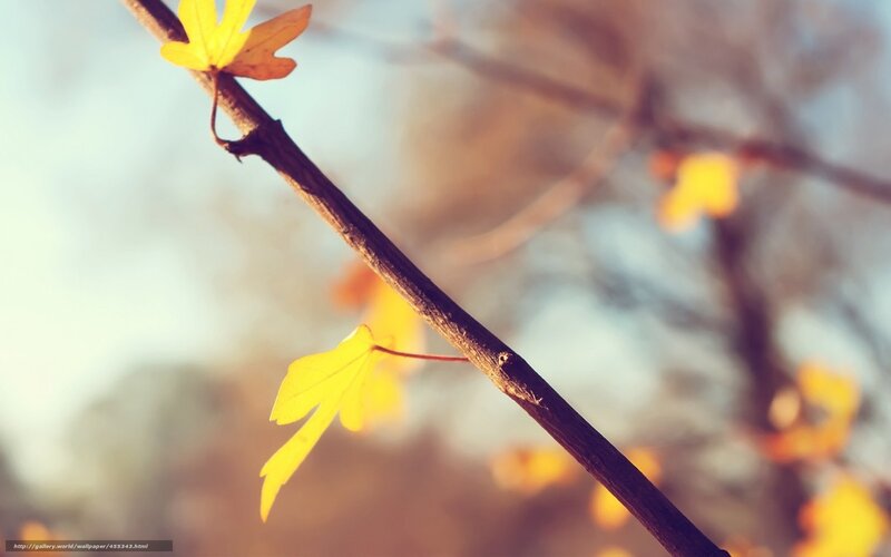 Autumn leaves on a branch